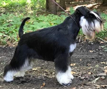 schnauzer black silver mas2.jpg